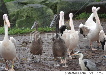Pelican march Pelican march 59382752