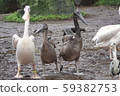 Pelican march 59382753