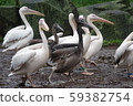 Pelican march 59382754