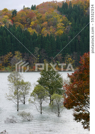 Scenery of natural plants (late autumn in Sawauchi-mura, Nishiwaga-gun, Iwate) Willow tree in the water of Lake Kinki 59382934