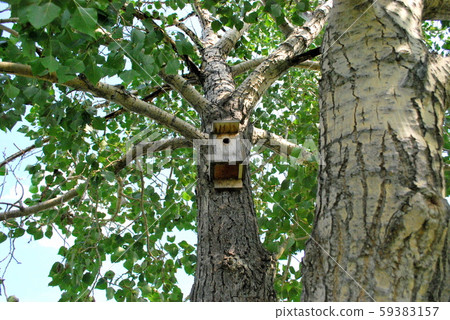 Aviary on tree 59383157