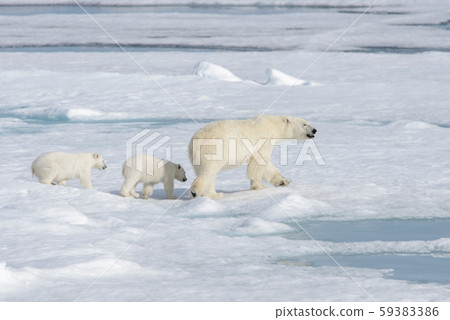 Wild polar bear (Ursus maritimus) mother and twin cubs on the pack ice, north of Svalbard Arctic Norway 59383386