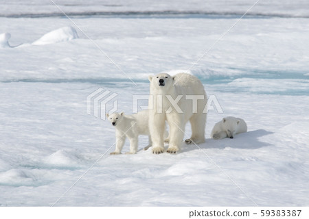 Wild polar bear (Ursus maritimus) mother and twin cubs on the pack ice, north of Svalbard Arctic Norway 59383387