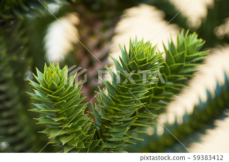 Closeup of Araucaria araucana branches  59383412