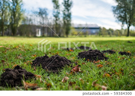 Damaged lawn by a mole on autumn sunny day. 59384300