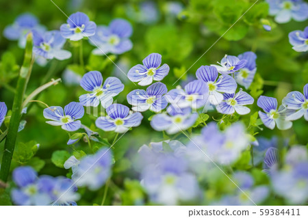 Blue flowers speedwell close-up Blue flowers speedwell close-up 59384411