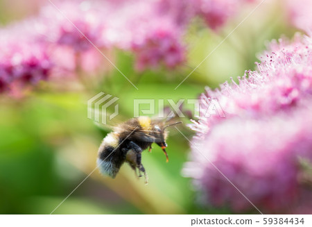 Bee collects flower nectar of spirea 59384434