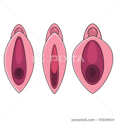 Set Human Vagina, Vaginal Opening Or Female Set Human Vagina, Vaginal Opening Or Female 59384654