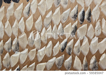 Drying of blowfish fins Drying of blowfish fins 59385047