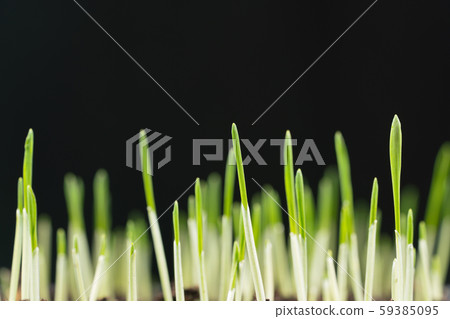 The green grass isolated on black background 59385095