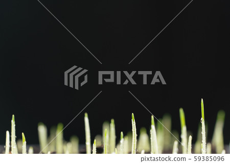 The green grass isolated on black background The green grass isolated on black background 59385096