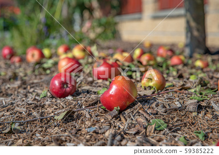Red apples fell from tree on ground in garden Red apples fell from tree on ground in garden 59385222