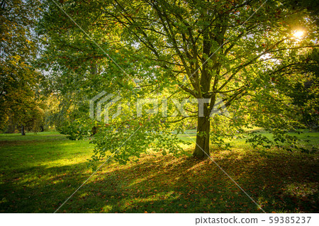 Fall in the park, yellow leaves falling off the tree 59385237