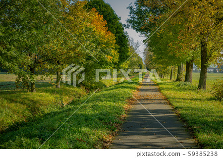 Fall in the park, yellow leaves falling off the tree 59385238