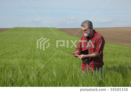 Farmer inspecting wheat field in spring 59385338