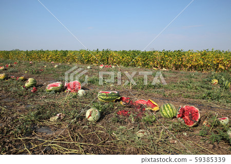 Overripe watermelons in field 59385339