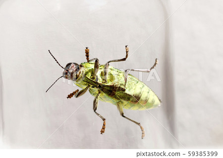 白尾甲蟲 59385399