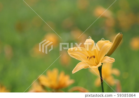 Nikko Hideo 59385864