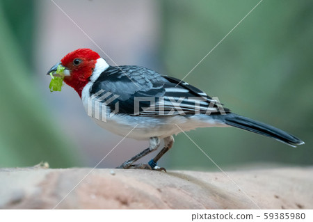 Red-cowled Cardinal ( Paroaria dominicana) 59385980