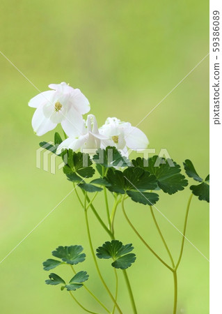 Odamaki white flower nature background Odamaki white flower nature background 59386089