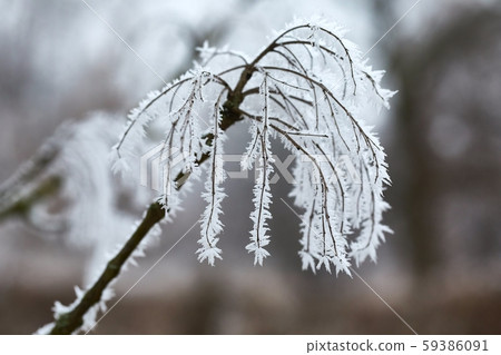 Icy Frosted Branches 59386091