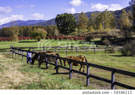 (Nagano Prefecture) Kaida Kogen, Kisouma no Sato Grazing Kisouma 59386113