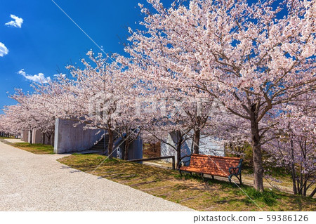 宮城縣仙台市瞳千本櫻風景 59386126