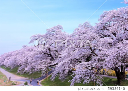 Cherry blossom trees in full bloom Cherry blossom trees in full bloom 59386140