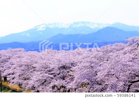 Zao mountain range of remaining snow and Yoshino in full bloom Zao mountain range of remaining snow and Yoshino in full bloom 59386141