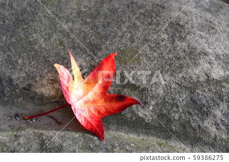 Red bamboo leaves falling on the rocks Vancouver, British Columbia Canada Red bamboo leaves falling on the rocks Vancouver, British Columbia Canada 59386275