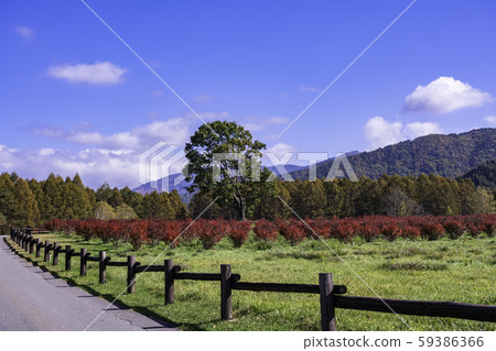 (Nagano) Kaida Kogen, Kiso Horse Village, with beautiful blueberry foliage (Nagano) Kaida Kogen, Kiso Horse Village, with beautiful blueberry foliage 59386366