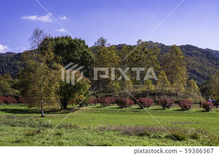 (Nagano) Kaida Kogen, Kiso Horse Village, with beautiful blueberry foliage 59386367