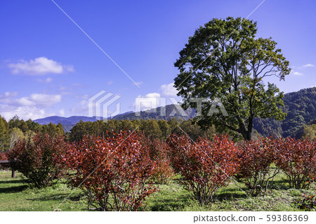 (Nagano) Kaida Kogen, Kiso Horse Village, with beautiful blueberry foliage 59386369