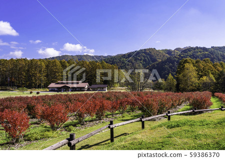 (Nagano) Kaida Kogen, Kiso Horse Village, with beautiful blueberry foliage (Nagano) Kaida Kogen, Kiso Horse Village, with beautiful blueberry foliage 59386370