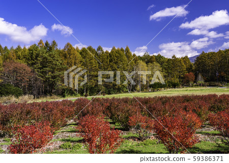 (長野縣)甲田高原高原的木曾馬村 (長野縣)甲田高原高原的木曾馬村 59386371