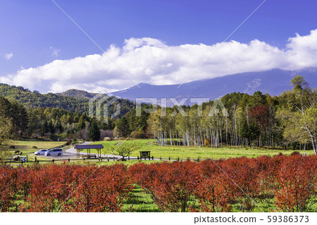 (Nagano) Kaida Kogen, Kiso Horse Village, with beautiful blueberry foliage 59386373