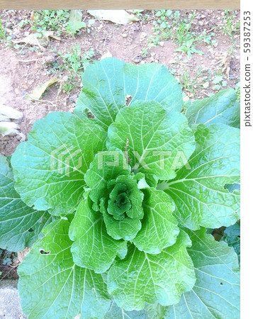 cabbage 59387253