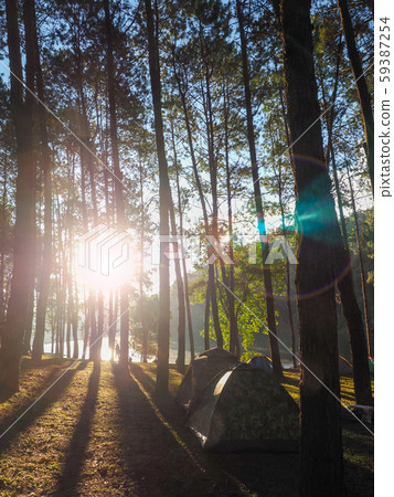 Many tents are spread out in a pine forest. Which is in the Pang Ung reservoir area. Many tents are spread out in a pine forest. Which is in the Pang Ung reservoir area. 59387254