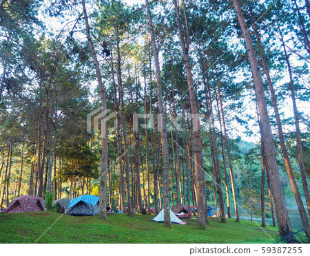 Many tents are spread out in a pine forest. Which is in the Pang Ung reservoir area. Many tents are spread out in a pine forest. Which is in the Pang Ung reservoir area. 59387255
