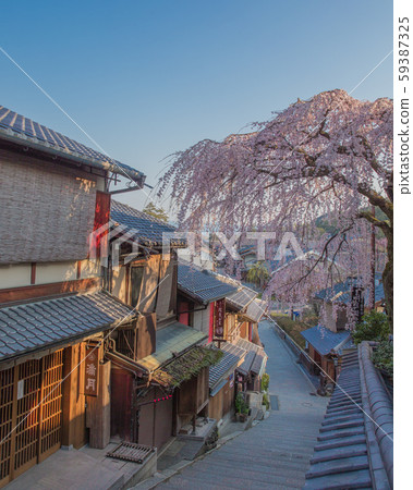 京都櫻花 59387325