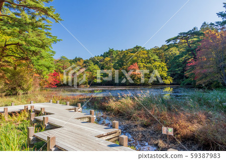 Autumn leaves at Kobe Forest Botanical Garden Autumn leaves at Kobe Forest Botanical Garden 59387983