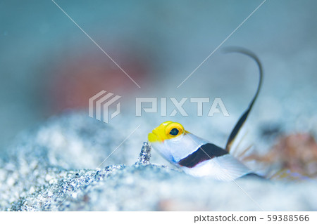 Hirenaga Threadingbow Hirenaga Threadingbow 59388566