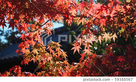 秋天的樹葉 秋天的樹葉 59388567