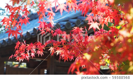 秋天的樹葉 秋天的樹葉 59388568