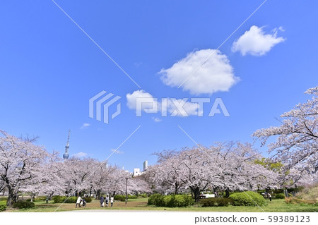 Sky Tree and Clouds on Sakura at Sarue Onshi Park 59389123