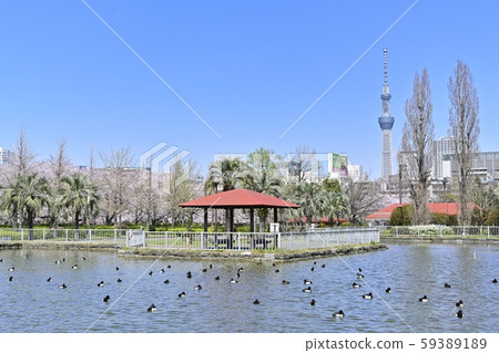 Cherry tree and sky tree in mini wooden warehouse of Sarue Onshi Park 59389189