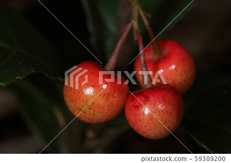 Natural plants Yabukouji, evergreen trees that are small enough to be buried in weeds. In early winter, you can have red fruits at your feet Natural plants Yabukouji, evergreen trees that are small enough to be buried in weeds. In early winter, you can have red fruits at your feet 59389200