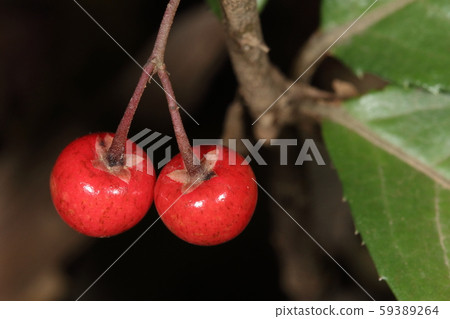 Natural plant Yabukouji, fruit. This is a small cherries. It seems to be able to eat once Natural plant Yabukouji, fruit. This is a small cherries. It seems to be able to eat once 59389264