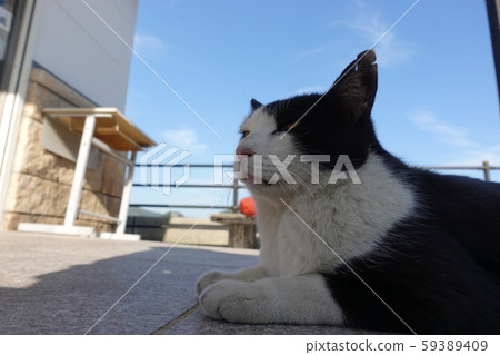 抬頭看著貓 59389409