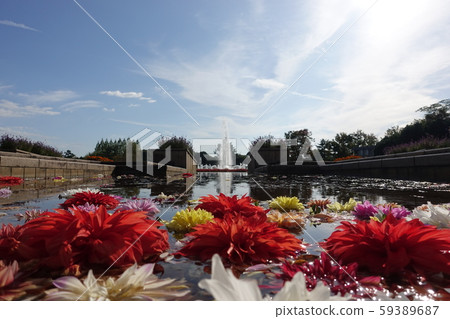 Dahlia's floating sky 59389687